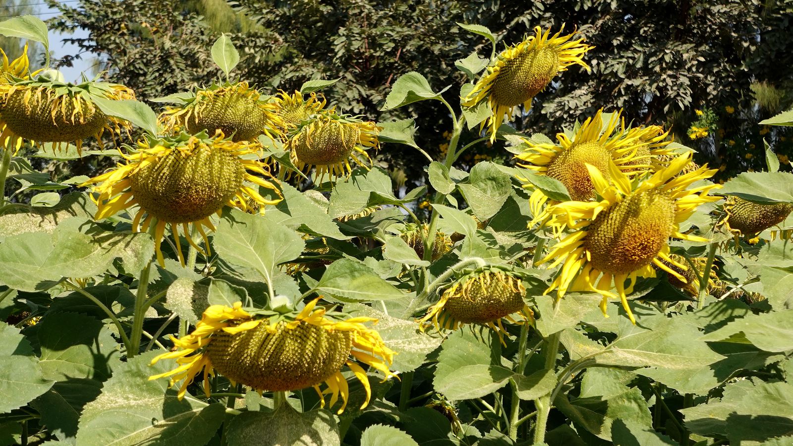 Jardin fleuri de Baan Rai Nai Rung à Kanchanaburi, une escapade dans la campagne thaïlandaise au cœur de la Thaïlande.