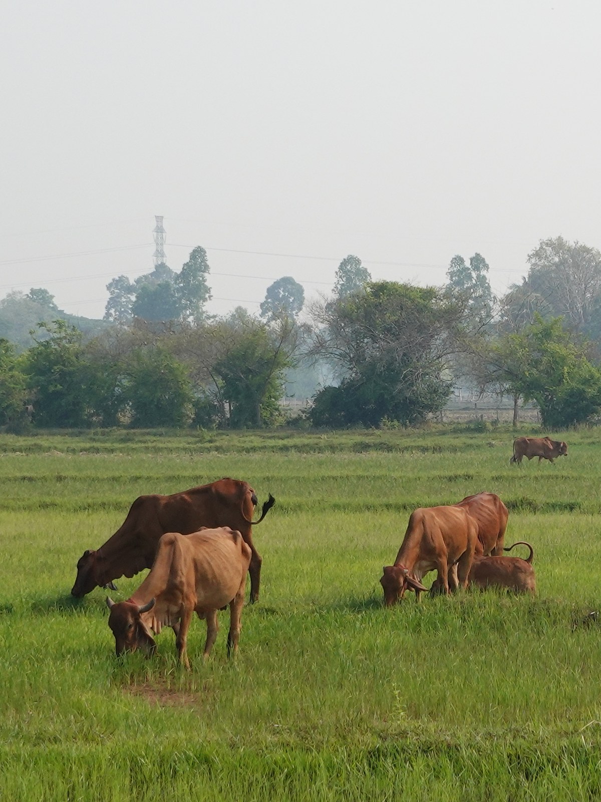 Buffles dans les rizières verdoyantes de la campagne de Sakon Nakhon, au cœur de la Thaïlande rurale.