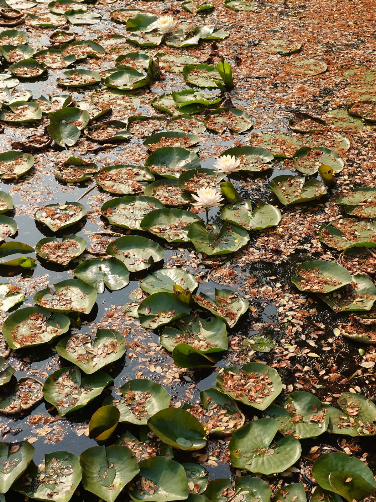 Lotus et nénuphars au Kasetsart University Lotus and Waterlily Park à Sakon Nakhon, une découverte nature hors des sentiers battus en Thaïlande.