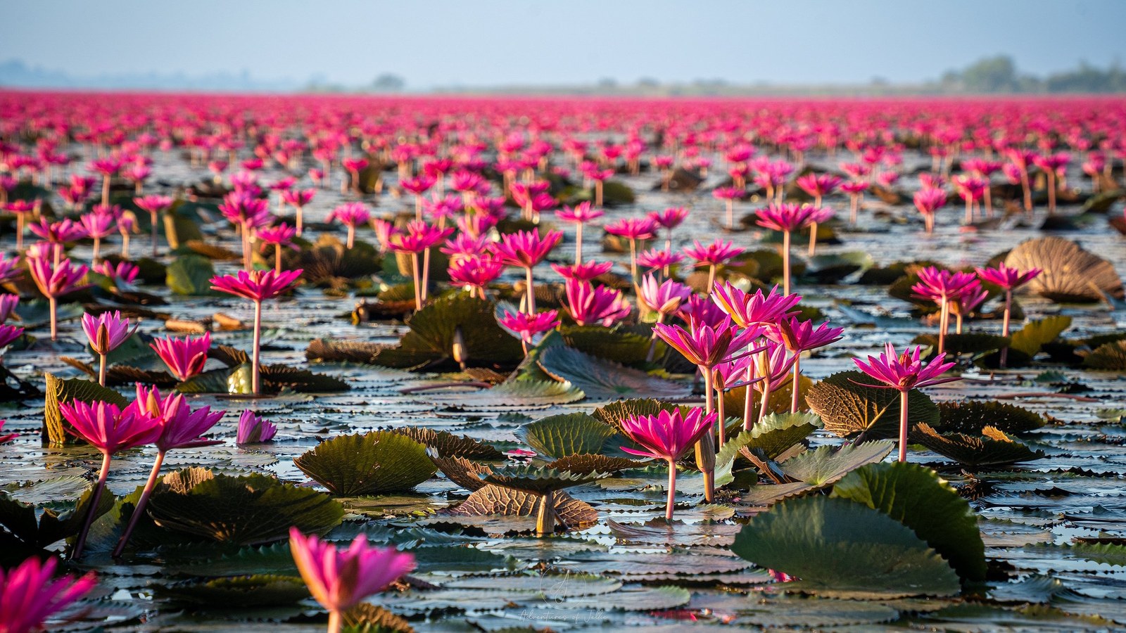 Mer de lotus rouges sur le lac de Kumphawapi à Udon Thani, dans le nord-est de la Thaïlande