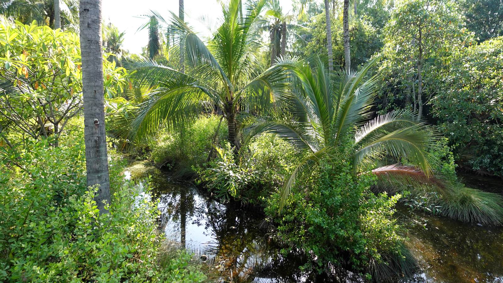 Plantation de cocotiers à Samut Songkhram, en Thaïlande, au cœur d’un paysage rural tropical traditionnel.