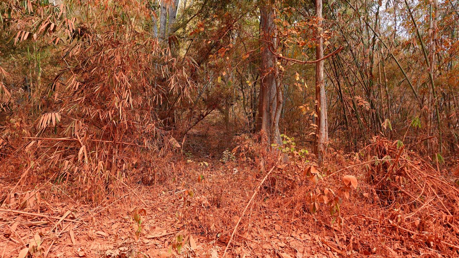 Plantation d’hévéas aux troncs alignés sur une terre rouge dans la province de Kanchanaburi, en Thaïlande.