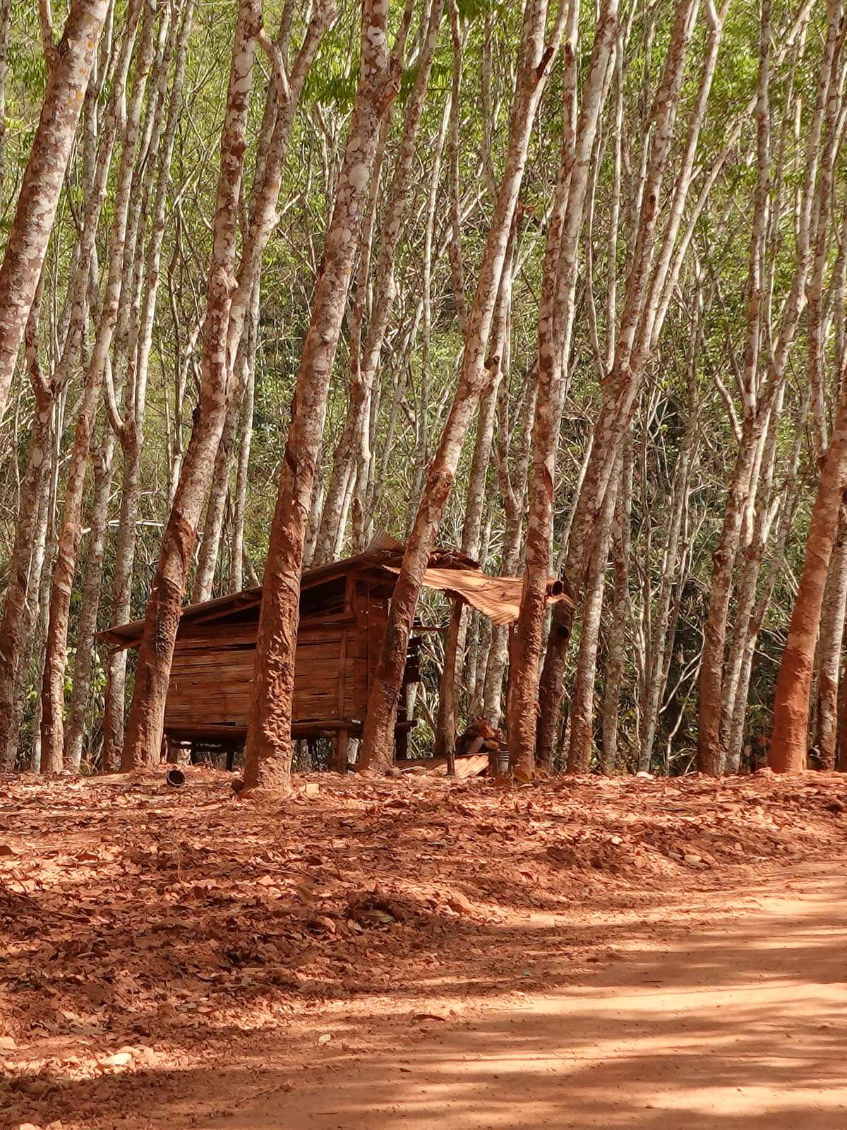 Plantation d’hévéas sur terre rouge à Sai Yok, Kanchanaburi, au cœur des paysages ruraux de l’ouest de la Thaïlande.