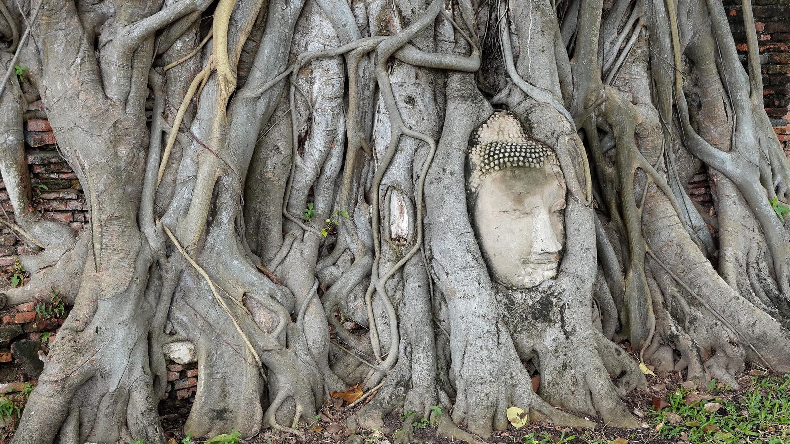 Tête de Bouddha en pierre enlacée dans les racines d’un arbre au Wat Mahathat, temple historique d’Ayutthaya en Thaïlande.
