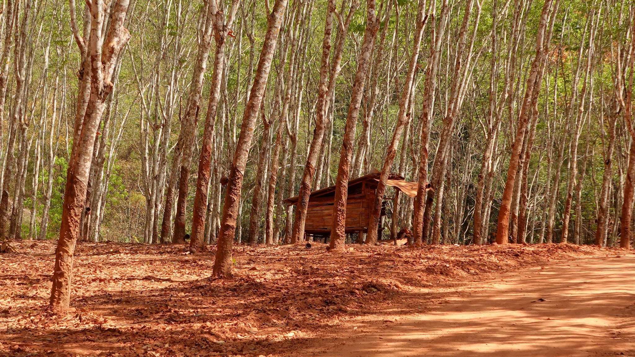 Expériences culturelles immersives hors des sentiers battus en Thaïlande