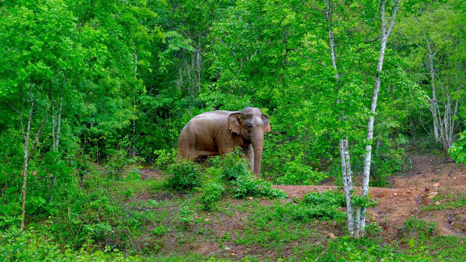 Éléphant sauvage dans le parc national de Khao Yai en Thaïlande, observation de la faune au cœur de la forêt tropicale