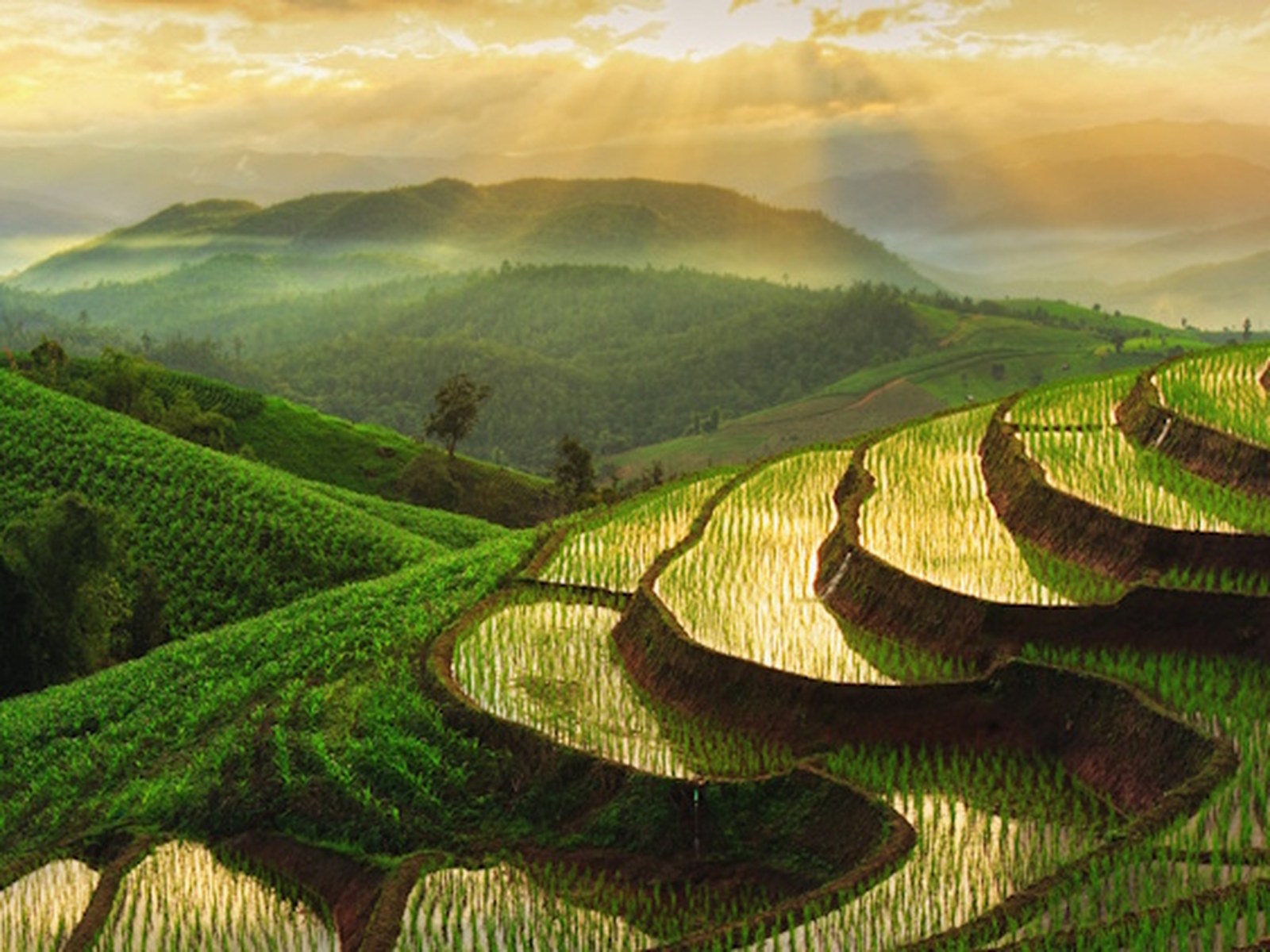 Chiang Mai, Chiang Rai, Mae Hong Son et Mae Salong : les joyaux du Nord-Ouest. Entre vallées verdoyantes, plantations de thé, artisanat et temples iconiques.