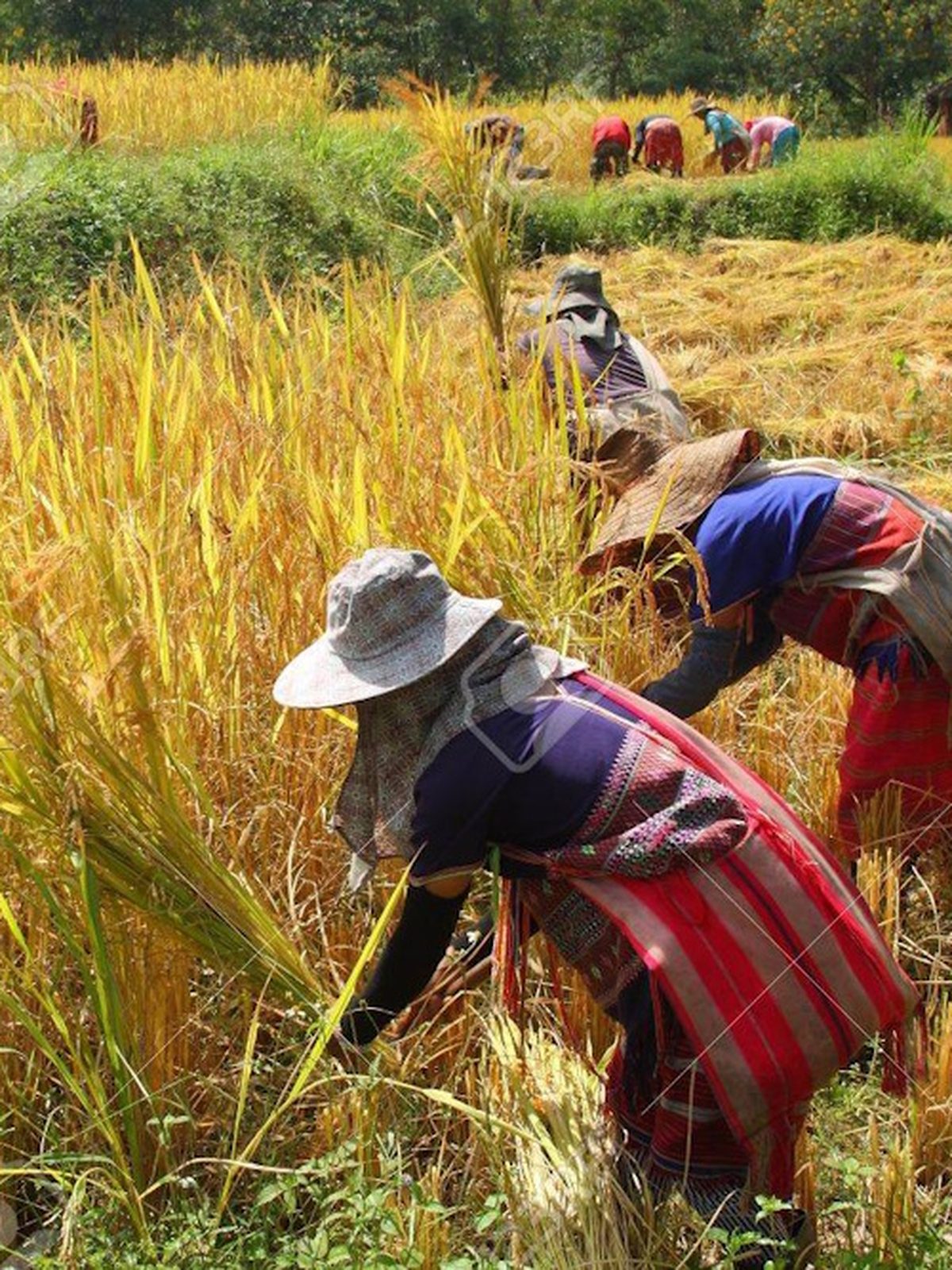 S’immerger quelques heures ou quelques jours dans l’univers du riz, c’est approcher l’un des fondements de la culture thaïlandaise.