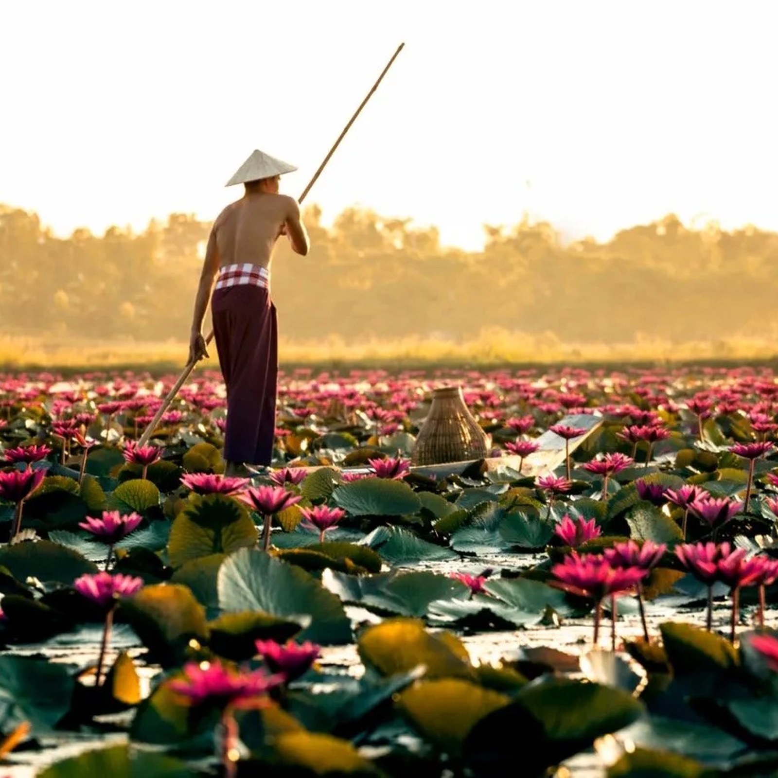 Pêcheur naviguant sur la mer de lotus rouges de Kumphawapi, à Udon Thani, une expérience immersive au cœur des paysages naturels de l’Isan en Thaïlande.