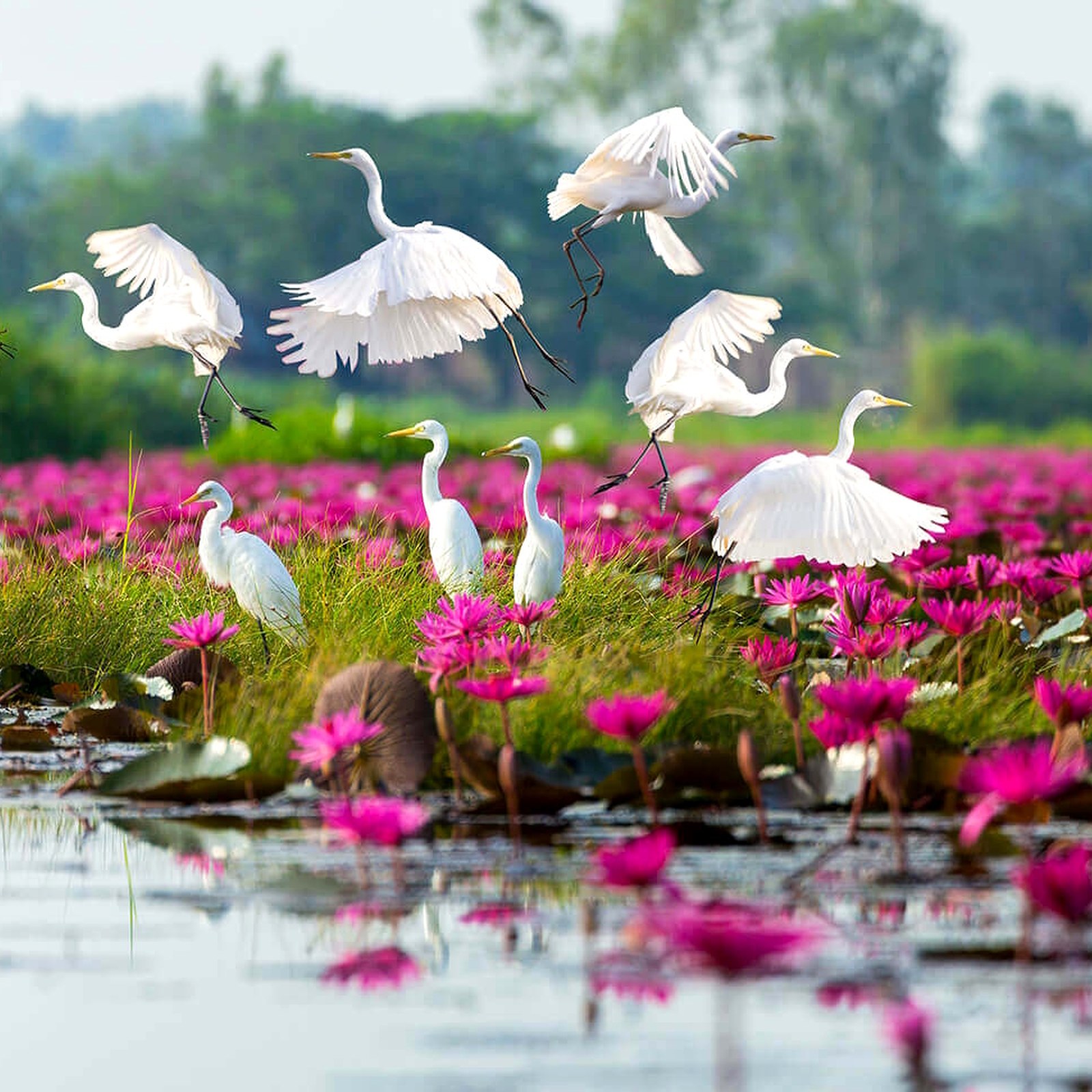 Red Lotus Sea à Kumphawapi, Udon Thani, vaste lac couvert de lotus rouges en fleurs, expérience de pleine nature emblématique du nord-est de la Thaïlande.