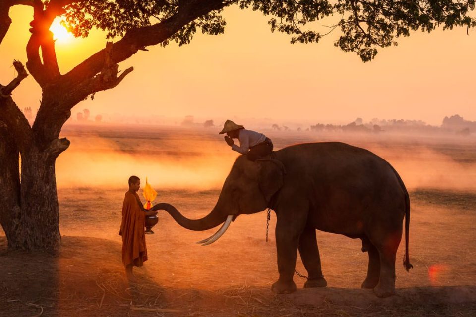 Un jeune moine en robe safran tient un bol tandis qu'un éléphant, monté par un cornac, tend sa trompe, au lever du soleil.
