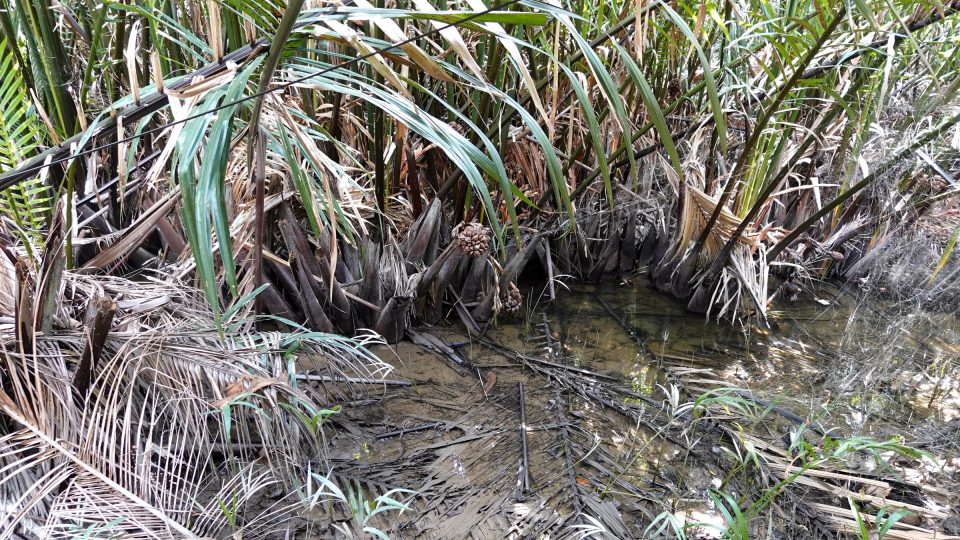 Clumps of nipa palms with green and dried fronds and brown fruit clusters above shallow, muddy water.
