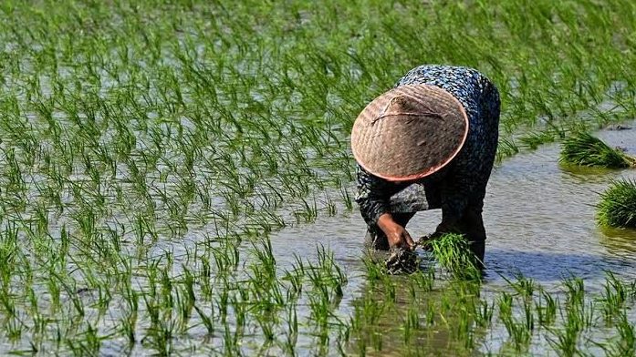 A person wearing a woven conical hat bends over in a flooded paddy field, transplanting young rice seedlings.