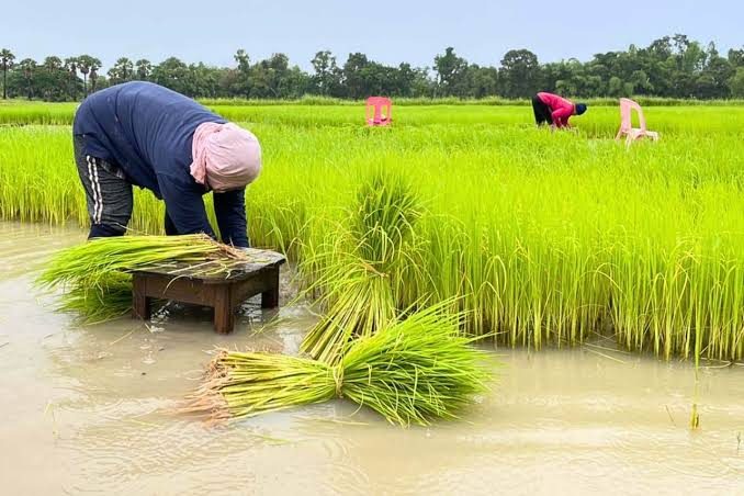 Pulling rice seedlings in a flooded nursery bed: the young plants are tied into bundles before being transplanted into the waterlogged fields. — © Toutelathailande.fr A person bent over pulls rice seedlings in a flooded paddy, with bundles of young plants on a stool and in the water.